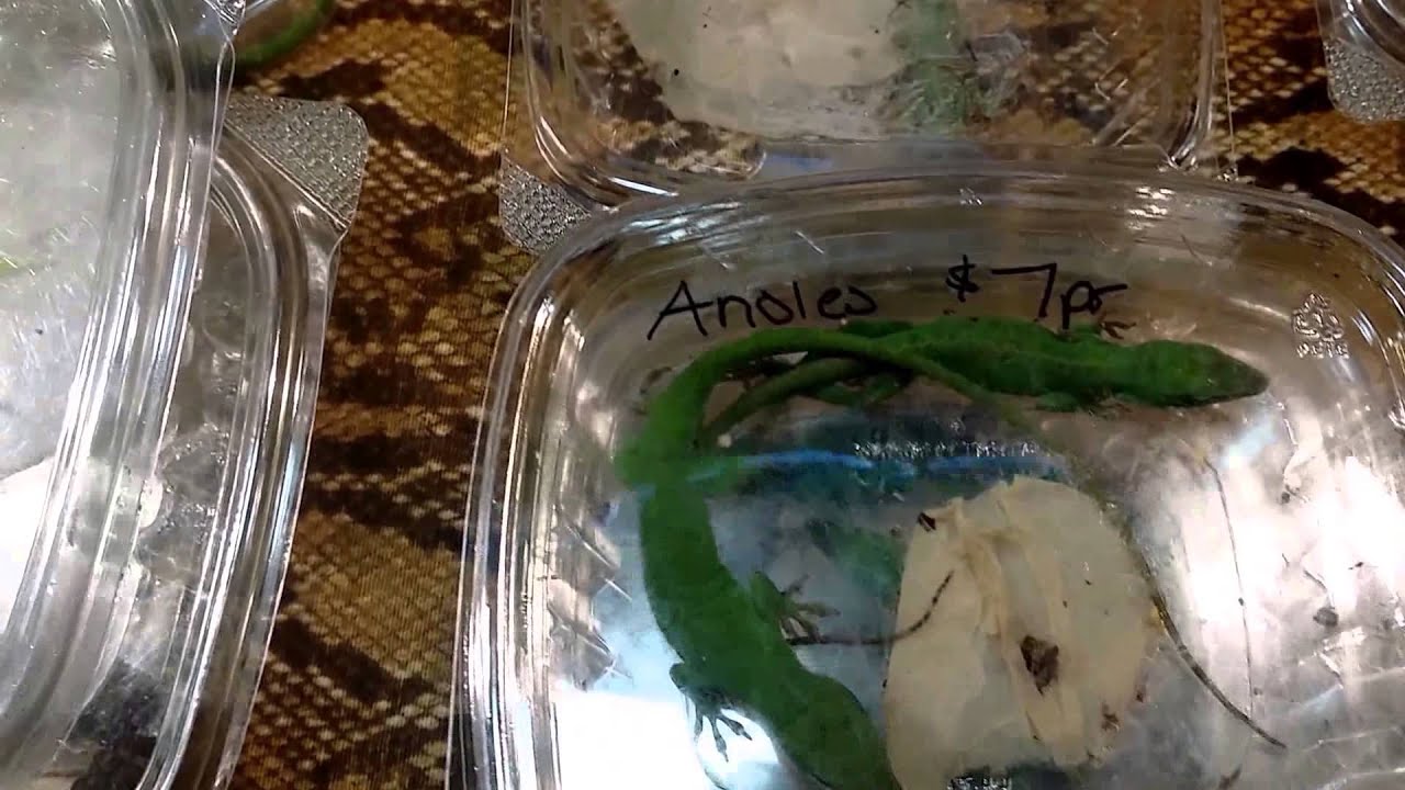 geckos food new Long Island reptile expo 03/15/15