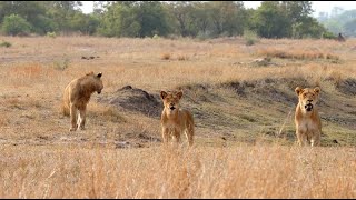 Wild Dogs Crash Lion Sighting (Nharu Pride & Red Road)