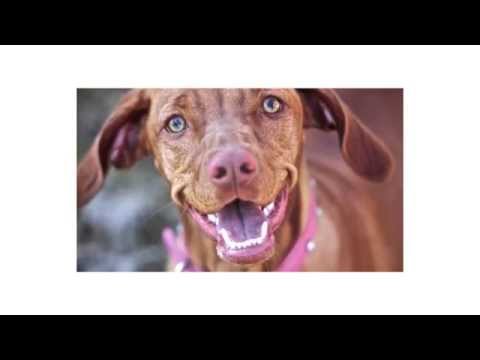 Dog Body Language - What your dog is desperately trying to tell you! www.thefamilydog.com