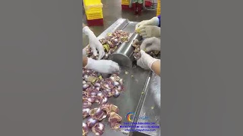 Industrial chicken gizzard peeling machine | chicken gizzard peeler | poultry processing line