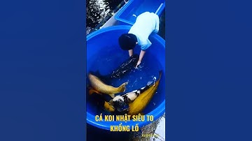 CÁ KOI NHẬT SIÊU TO KHỔNG LỒ 80BU | TRẠI CÁ KOI BÌNH DƯƠNG HOÀNG PHÚC KOI FARM #KoiMart
