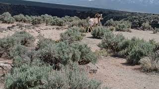 Bighornsheep of the Gorge