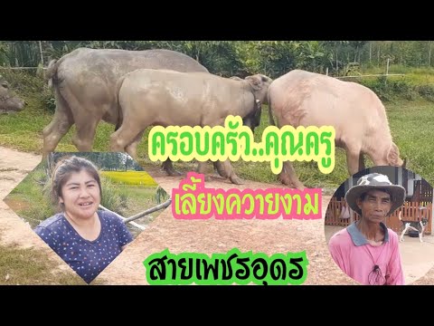 ครอบครัวคุณครู-เลี้ยงควายงามสา