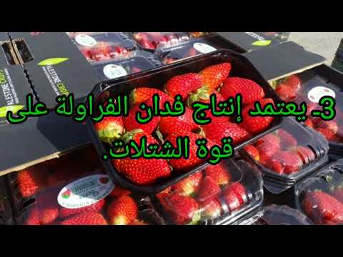 دراسة جدوى زراعة الفراوله وأرباح خيالية