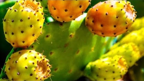 Cactus Fruit Farming Tips "Prickly Pear" #viralvideo #cactus #farming #fypシviralシ2024