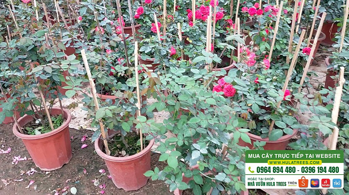 Hoa hồng lẻ ở hoayeuthuong bao nhiêu một bông năm 2024
