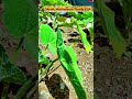 Garden Maintanence Riyadh#gardencare#plantcare#irrigation#kawncare