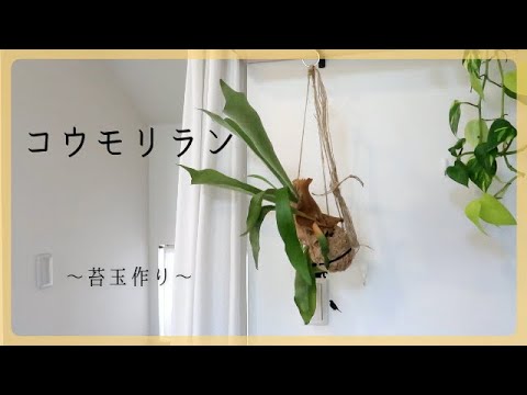 コウモリラン 苔玉にしてみました 株分け後の続きです Youtube