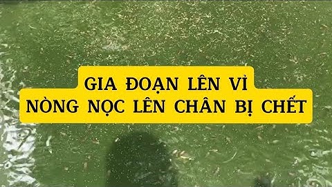 Nòng nọc lên chân, nguyên nhân nòng nọc chết | Cách nuôi ếch