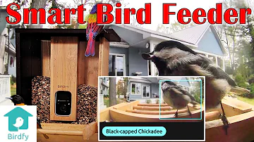 Review: Birdfy Smart Camera Birdfeeder from Netvue