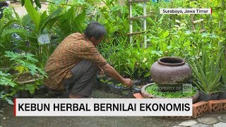 Menikmati Kebun Herbal Bernilai Ekonomis