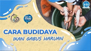 Cara Budidaya Ikan Gabus Haruan