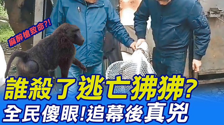 【每日必看】逃亡狒狒落網"鬧出命案" 全民傻眼.警追槍手 20230327 @CtiNews - 天天要聞