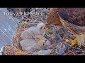 #115🦅🐥11°🐥10°🐥6°(✝️🐣)/Cornell US🇺🇸Red-tailed Hawk Nest 2026/Big Red💗Arthur/by Cornell Lab Bird Cams