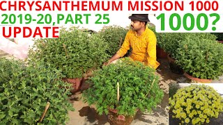 Let's count 1000 chrysanthemum buds, chrysanthemum mission 1000,2019-20, Part 25