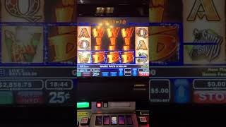 Wildlife slot VLT Massive 6 grand win !! screenshot 2