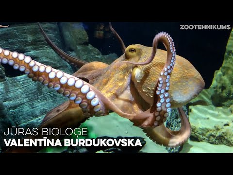 Video: Astoņkāji Akvārijā Liek 