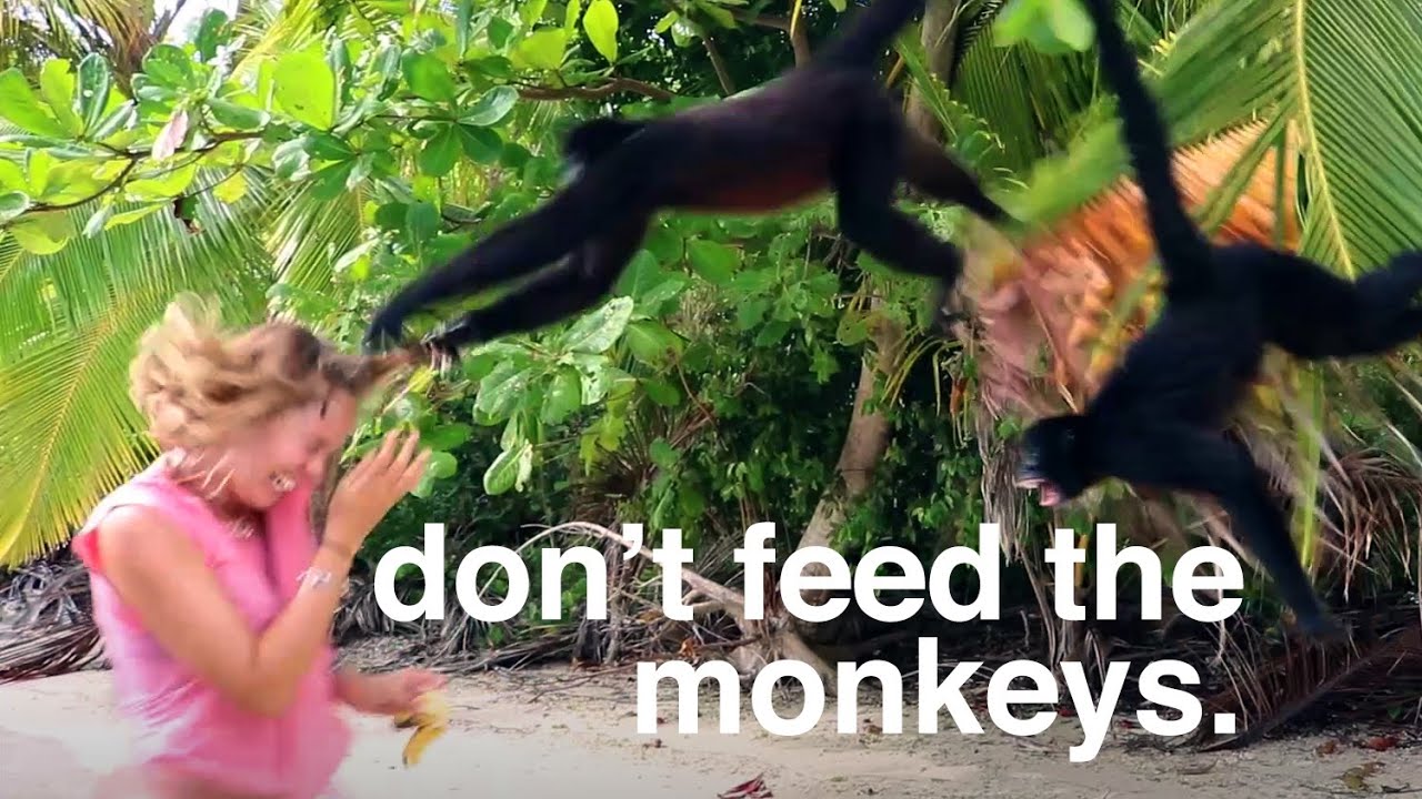 Don't feed the monkeys  - Sailing Tarka Ep. 38