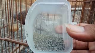 Asinan Pasir Untuk Derkuku - Manfaat Asinan Bagi Tekukur