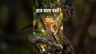 Hoopoe Bird dirty secret2 Nature's smartest defense 🤕 #ytshorts #animals #amazingfacts