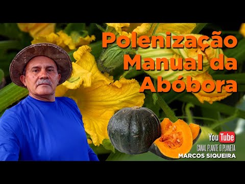 Vídeo: Abóbora Polinizadora Manual: Como Polinizar Plantas Abóboras Manualmente