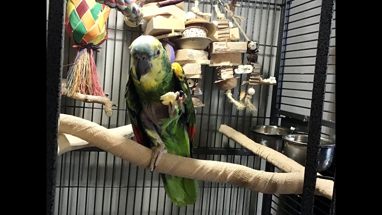 Cage set up for Conchita, (blind)rescued Amazon parrot - YouTube - Parrot Midi Cage With Rescued Toys