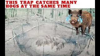 PERANGKAP BABI HUTAN SIMPEL DAN MUDAH | HOG TRAP | WILDBOAR TRAP #viral #short #shorts #hog #boar