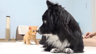 Rescued Kitten Grows Up Believing He’s a Tiny Puppy