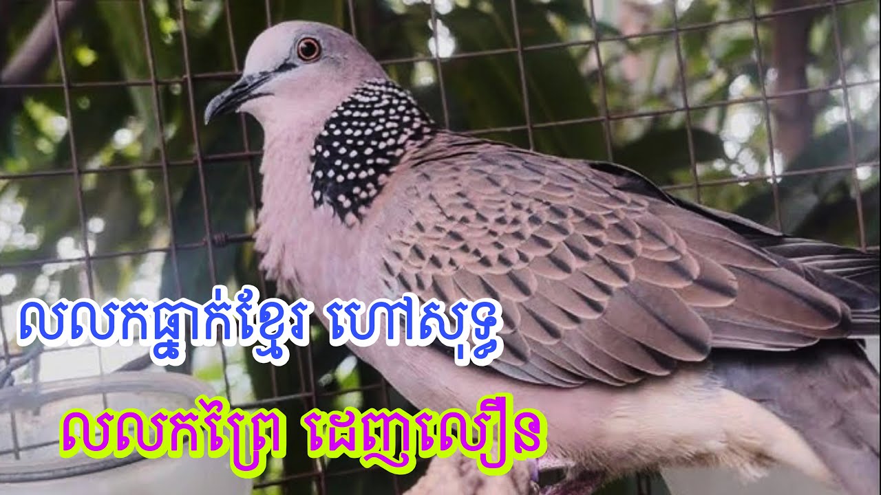 លលកខ្មែរ សំឡេងហៅសុទ្ធ ច្បាស់ល្អ