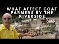 LIFE OF A GOAT FARMER BY THE RIVER