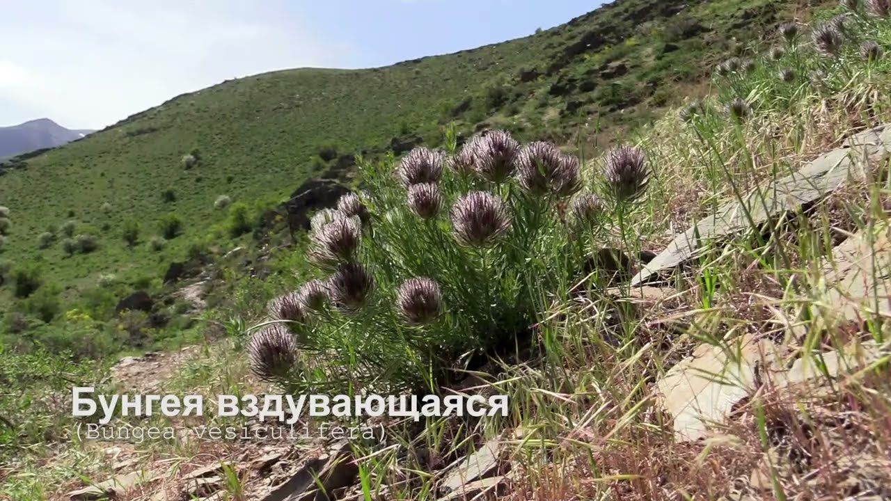 Бунгея вздувающаяся.