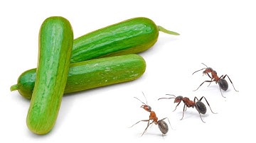 Cucumber vs Ant TImelapse (ant eating food timelapse)