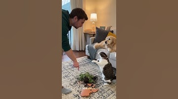 Cat blamed, dog confused — who’s telling the truth? ( AI Sora 2 )