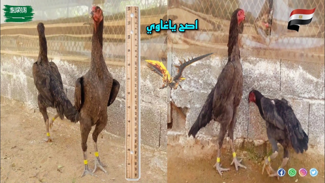 دجاج شامو ياباني والماني 🦅