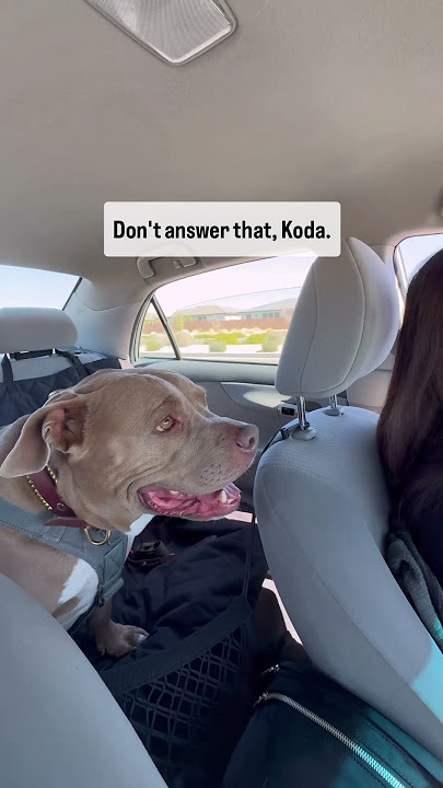 Don’t answer that Koda. #dogs #doggielife #doglove #dogshorts #dog