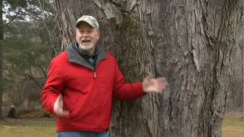 Backyard Maple Sugaring, Part 1: Tapping the Tree