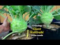 Growing giant kohlrabi from seed to harvest  step by step