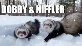 CUTE! Pet Ferrets Play In The Snow (Dobby and Niffler) | EMZOTIC