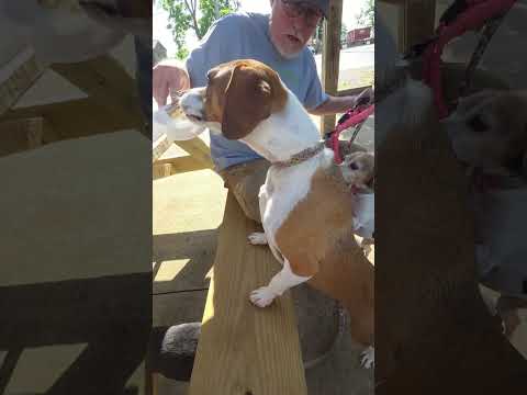 The exact moment they realized we're getting ice cream #shorts #funnydogs #treattime