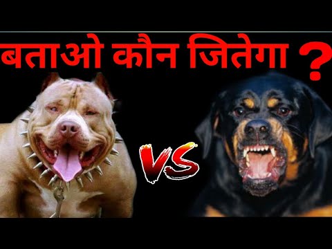 rottweiler fights pitbull