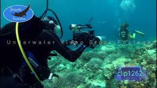 1262_Underwater photographer filming female scuba diver. HD Royalty Free Stock Footage