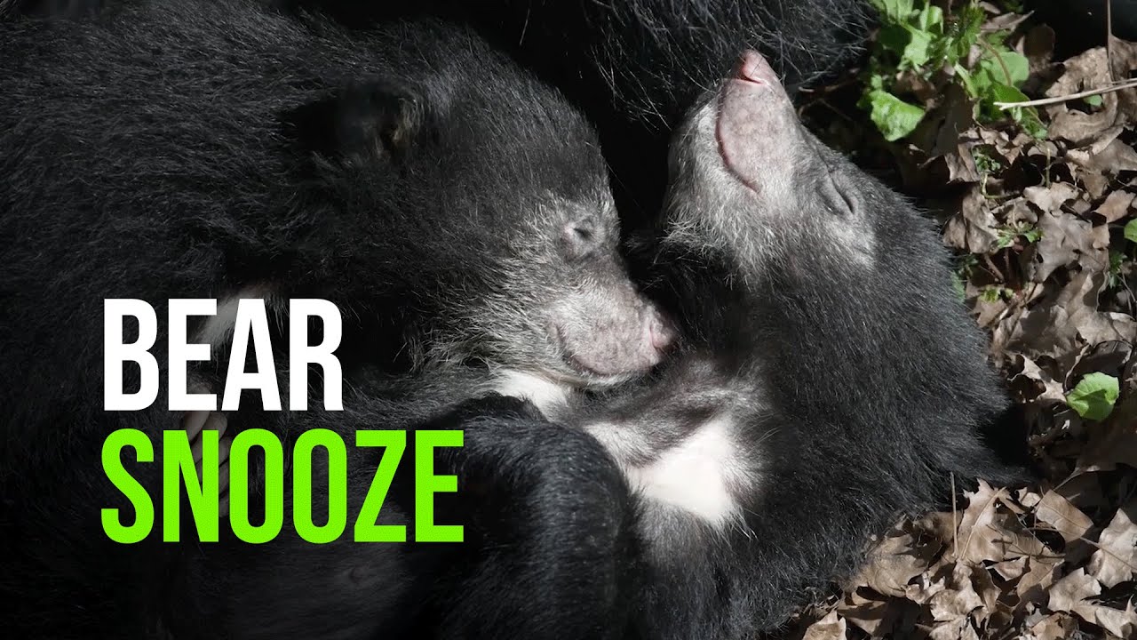 Baby Sloth Bear Cubs Sleeping In The Sunshine!