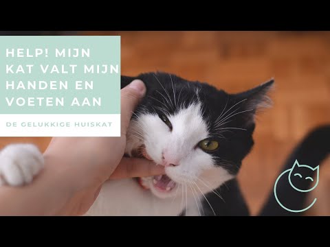 Video: Wat Om Te Doen As U Kat Nie Kattekos Eet Nie