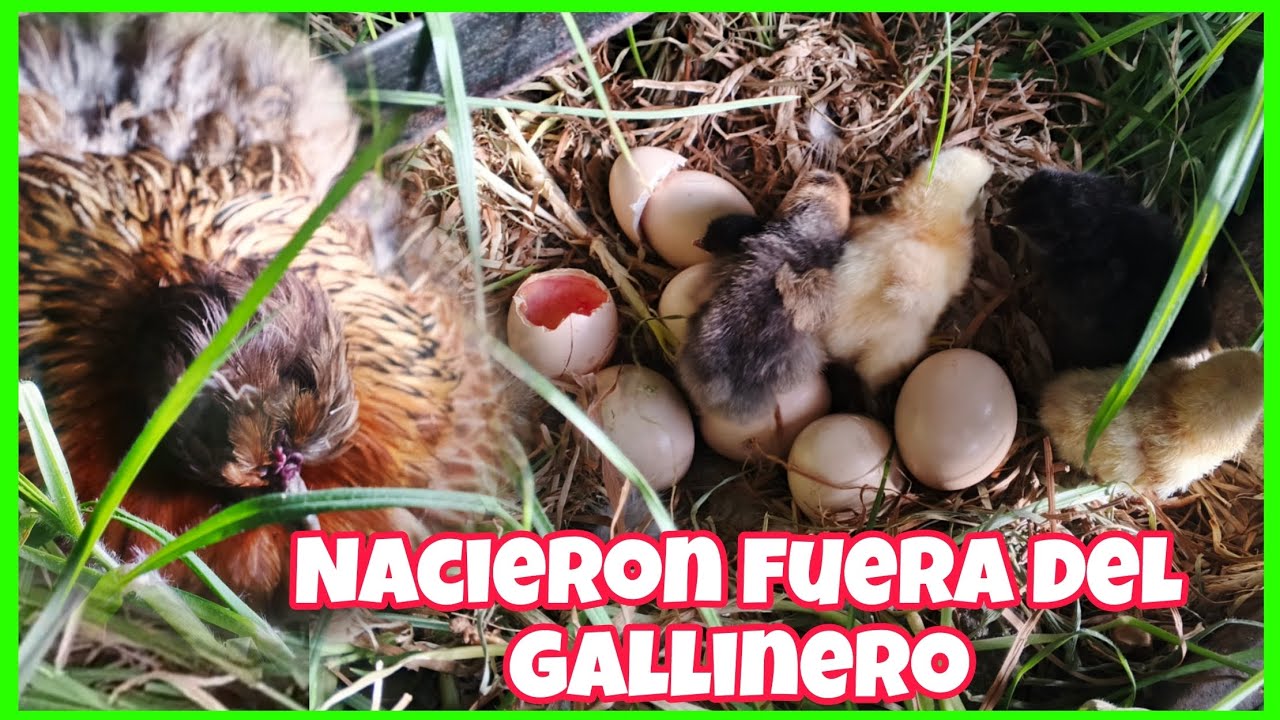 Esta gallina siempre incuba fuera del gallinero pero proteger su nido y logra sacar pollitos...🪺🐣🐤