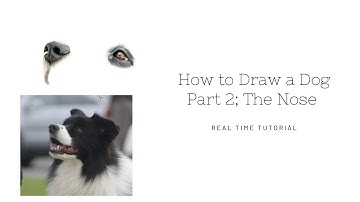 How to Draw a Realistic Dog in Colour Pencils | Real Time Tutorial | Part 2 The Nose