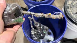 FRUIT TREE PROPAGATION #propagation #figs #mulberries