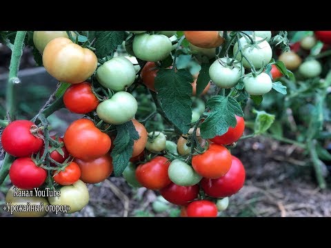 Video: Tomati Hall Mädanik