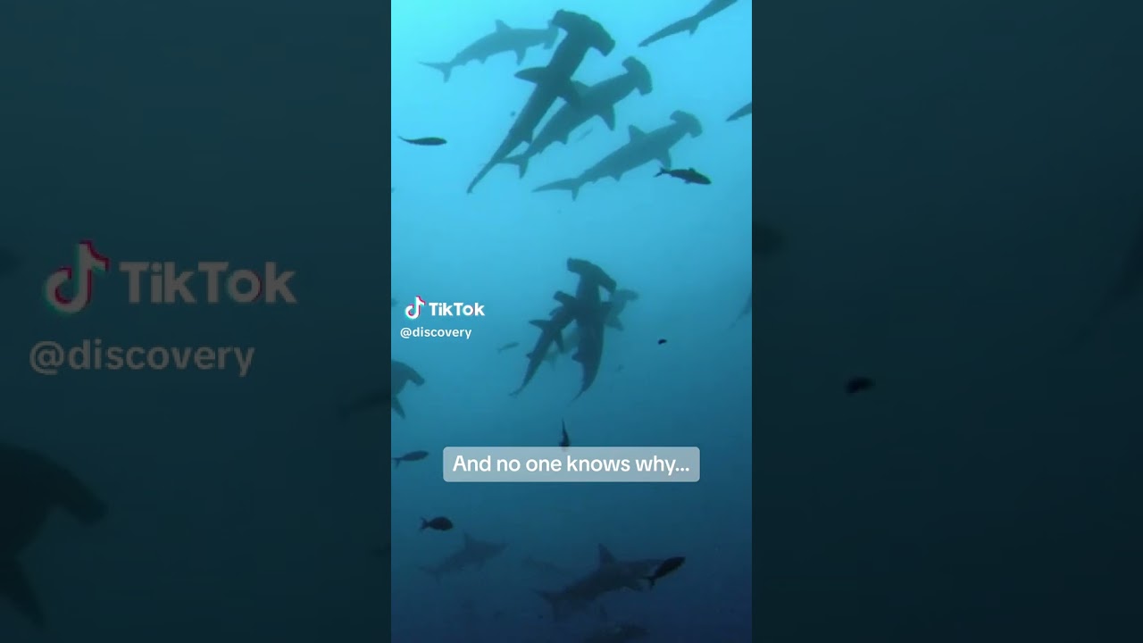 Rare Phenomenon: Female Hammerhead Sharks Unite Under Full Moon!
