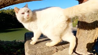 橋を渡ろうとしたら、青い瞳の白猫がお出迎えしてくれた
