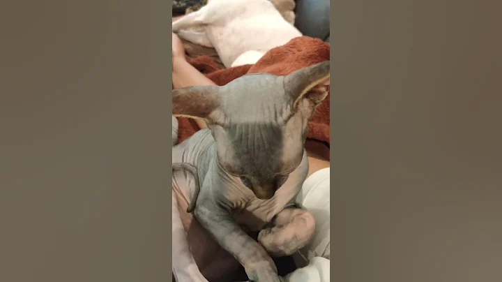 Video 2316881: sleepy sphynx